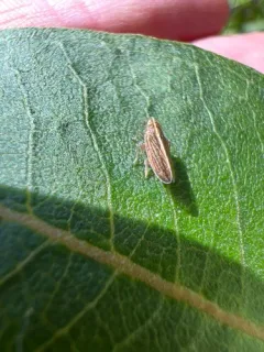 Stenocranus felti thumbnail 3