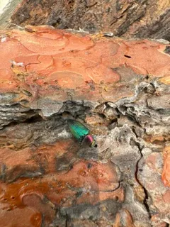 Buprestis connexa thumbnail 2