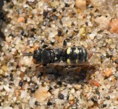 Oxybelus sericeus thumbnail 2