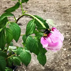 Yellow-banded Bumble Bee thumbnail 3