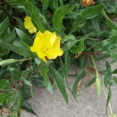 bigfruit evening primrose thumbnail 4