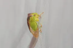 Stictocephala tauriniformis thumbnail 2