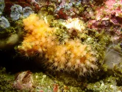 Thrombophyton trachydermum thumbnail 3