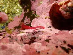 Manania gwilliami thumbnail 4