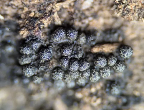 Synaptospora plumbea