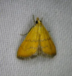 Xanthophysa psychicalis thumbnail 2