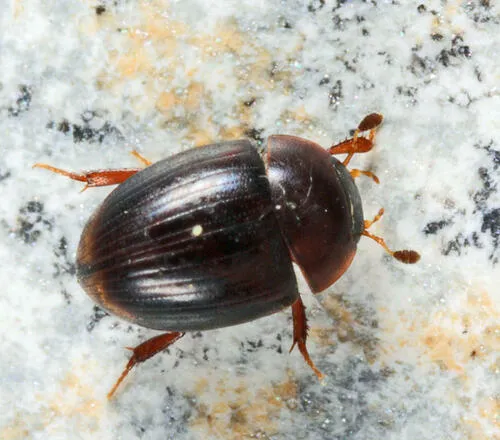 Cercyon assecla