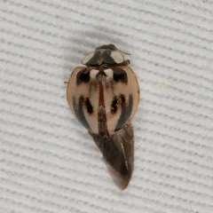 Subvittate Lady Beetle thumbnail 2