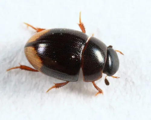 Cercyon mendax