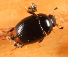 Cercyon ustulatus thumbnail 1