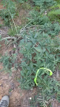 robust false-lupine thumbnail 2