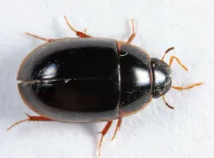 Cymbiodyta vindicata thumbnail 3