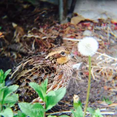 Northern Bobwhite thumbnail 3