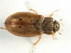 Helophorus grandis thumbnail 4