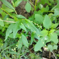 Dotted Smartweed thumbnail 1