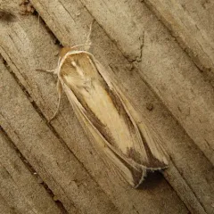 Wheat Head Armyworm thumbnail 4