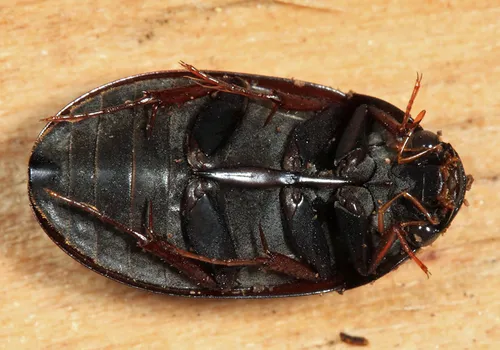 Hydrochara occulta