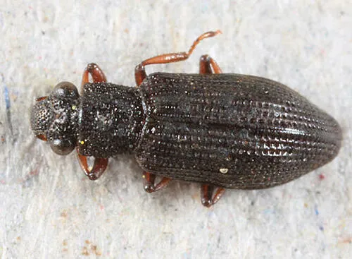 Hydrochus rufipes