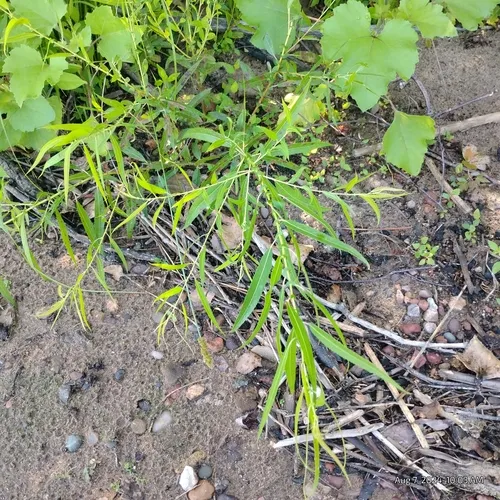 black willow
