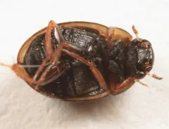 Agile Laccobius Scavenger thumbnail 3