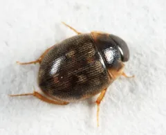 Laccobius minutoides thumbnail 2