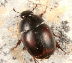 Sphaeridium bipustulatum thumbnail 2