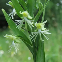 ragged fringed orchid thumbnail 4