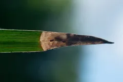 Taphrocerus gracilis thumbnail 2