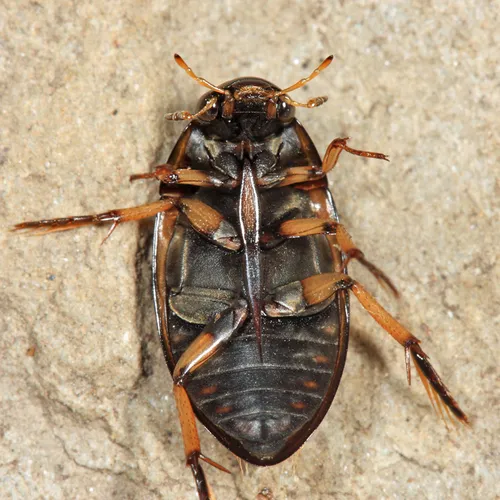 Tropisternus quadristriatus