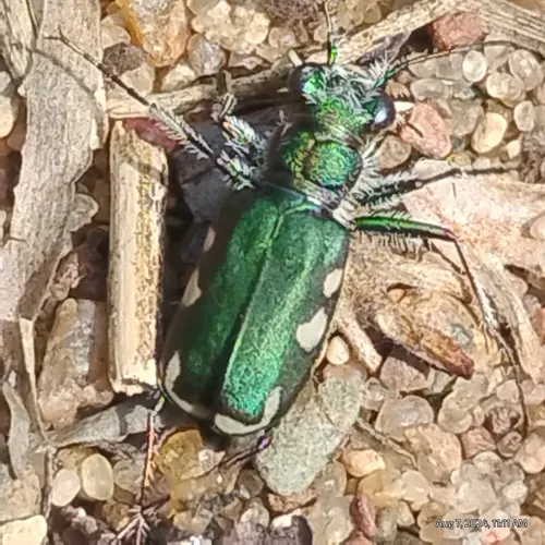 Festive Tiger Beetle