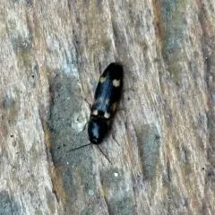 Megapenthes caprella thumbnail 3