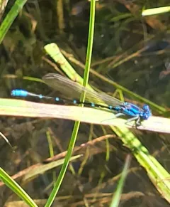 Blue-ringed Dancer thumbnail 3