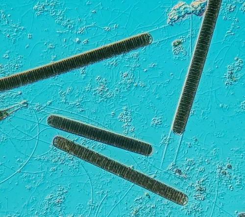 Limnoraphis robusta