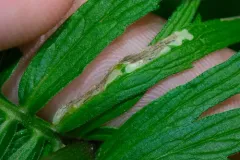 Liriomyza valerianivora thumbnail 2