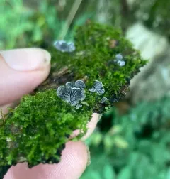 Resupinatus alboniger thumbnail 3
