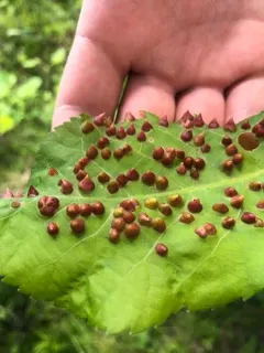 Phylloxera caryaefallax thumbnail 1