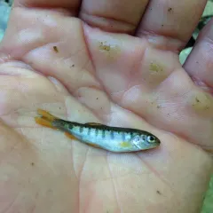 Rainbow Trout thumbnail 2