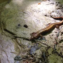 Allegheny Mountain Dusky Salamander thumbnail 2