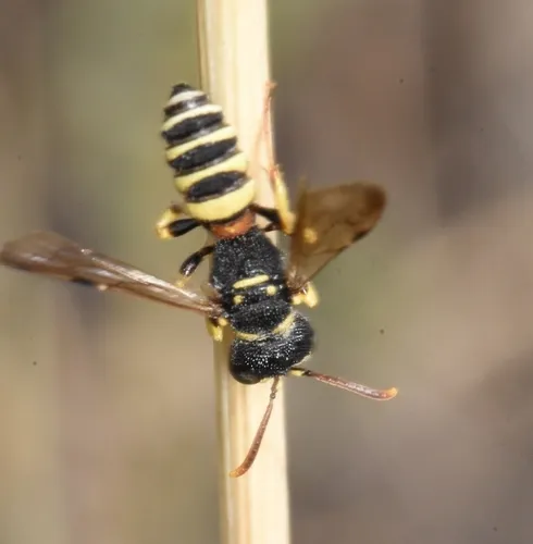 Cerceris echo