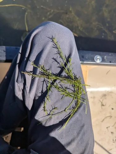 southern waternymph