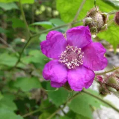 purple-flowered raspberry thumbnail 4