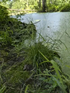 Perennial Bentgrass thumbnail 1