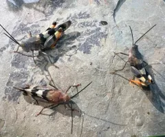 Three-banded Grasshopper thumbnail 4