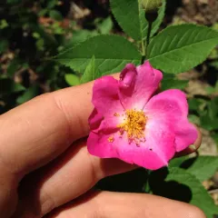 climbing prairie rose thumbnail 2