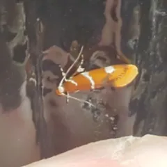 Suzuki's Promalactis Moth thumbnail 3