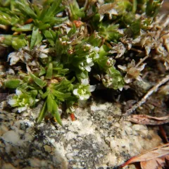 Mountain Stitchwort thumbnail 2