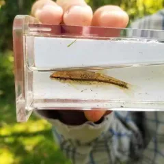 Western Blacknose Dace thumbnail 3