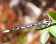 Vernal Bluet thumbnail 1
