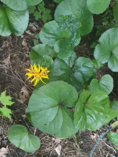 Leopardplant thumbnail 2