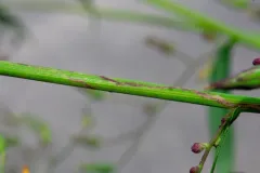 Ophiomyia vockerothi thumbnail 2